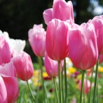 pink_tulips