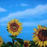 sunflowerfieldsforever