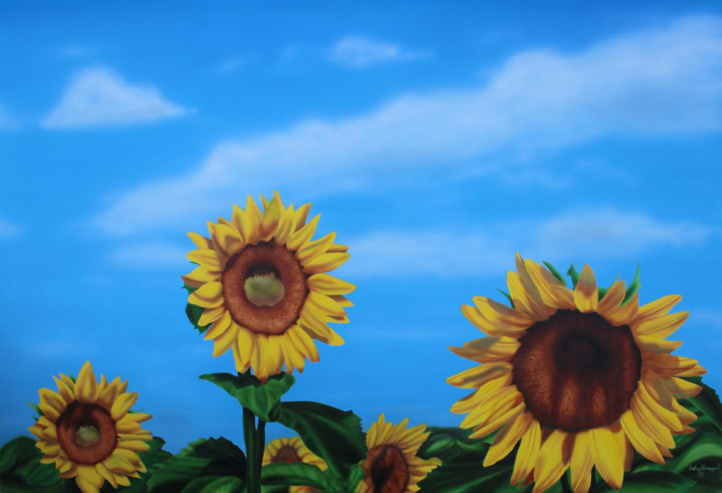 sunflowerfieldsforever