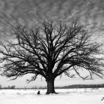 burr-oak-in-winter
