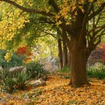 shelter-autumn-splendor