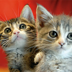 two-hopeful-kittens