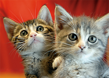 two-hopeful-kittens