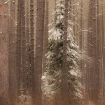 george-washington-pines