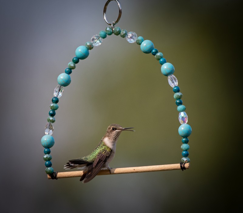 hummingbird-on-swingte2_9725