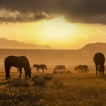onaqui-wild-horse-sunset
