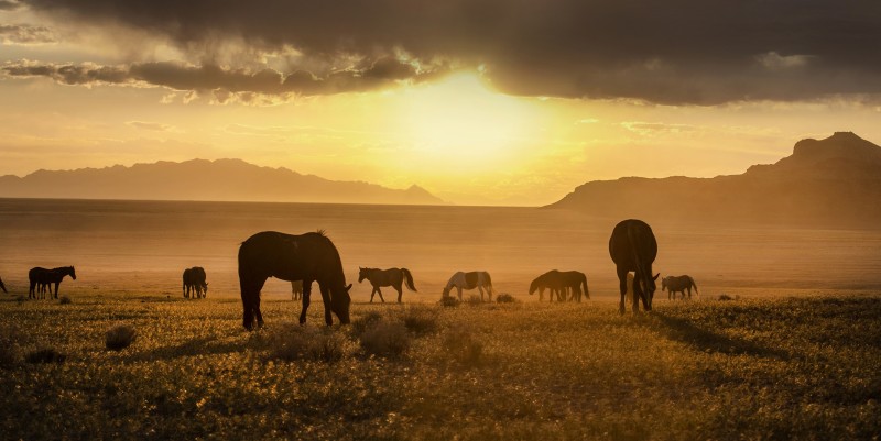 onaqui-wild-horse-sunset