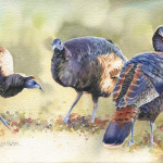 early-birds