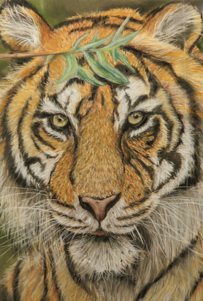 close-up-of-a-tiger