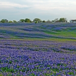 texas-bluebonnets