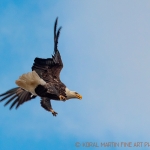 eagles-flying-newtoniage-661c-19_1080
