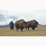 bison-men-in-brown
