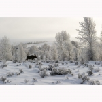 moose-winter-wander