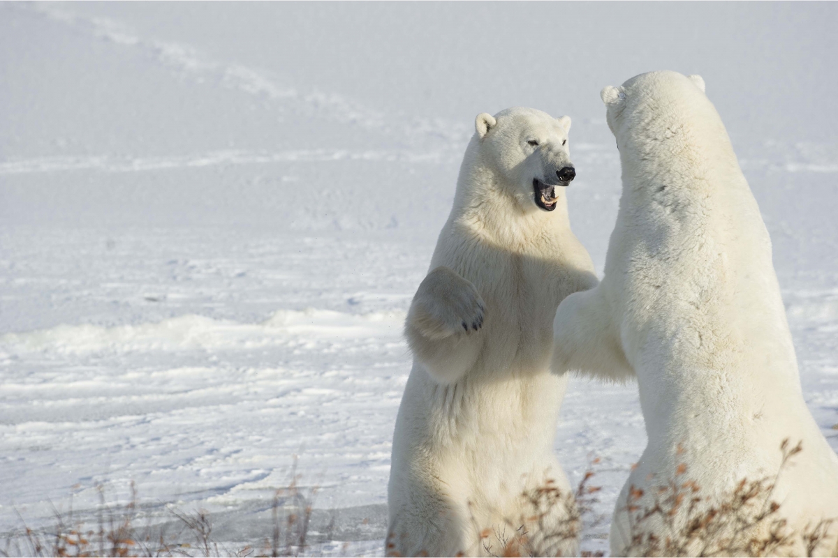 polar-bears-sparring