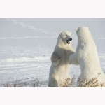 polar-bears-sparring