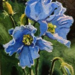 himalayan-blue-poppies300