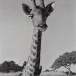 giraffe_bjkamlerart