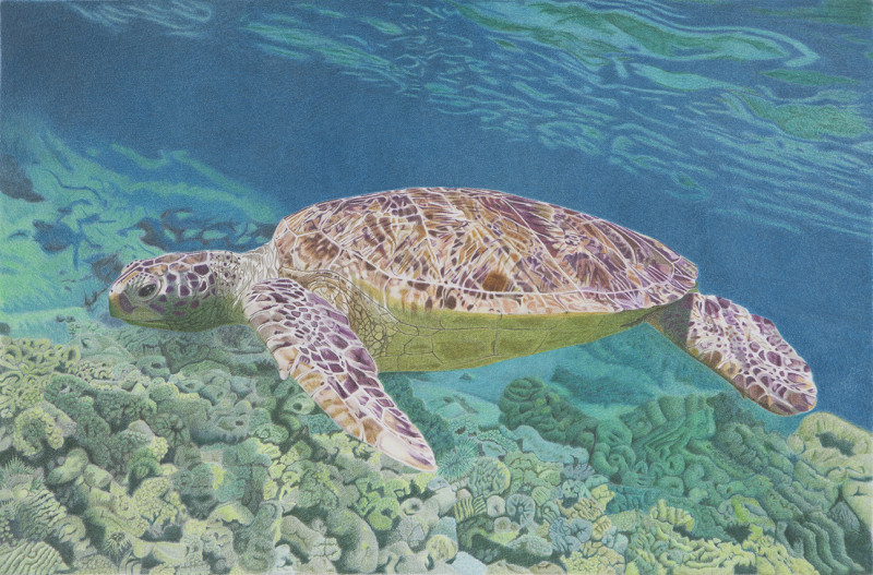 seaturtle_bjkamlerart