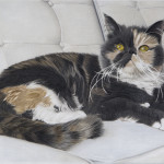 adult-ziba