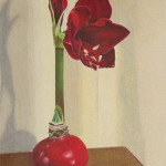 amaryllis