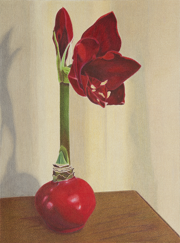 amaryllis