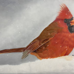 winter-cardinal-2