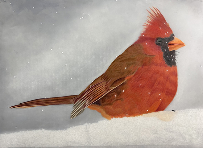 winter-cardinal-2