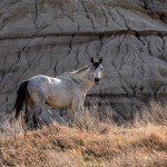 Teddy Roosevelt National Park Horses
