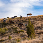 mares-off-in-the-sunset-trnp