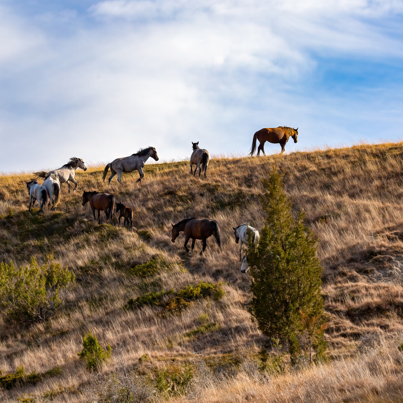 mares-off-in-the-sunset-trnp