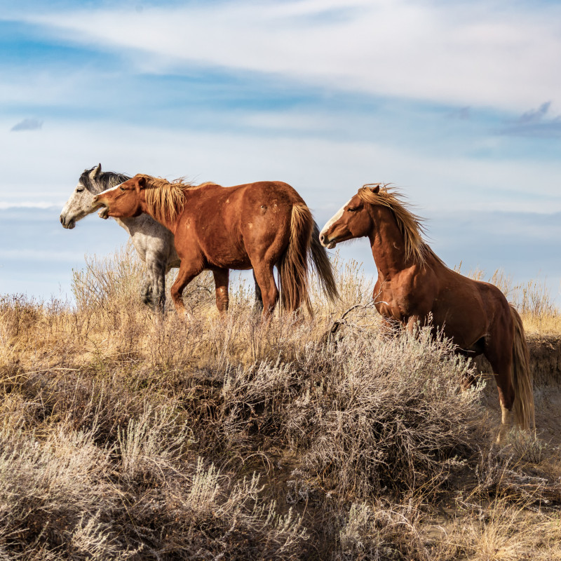 a-little-quibble-trnp