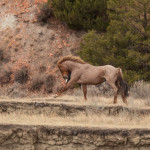 trooper-the-stallion-trnp