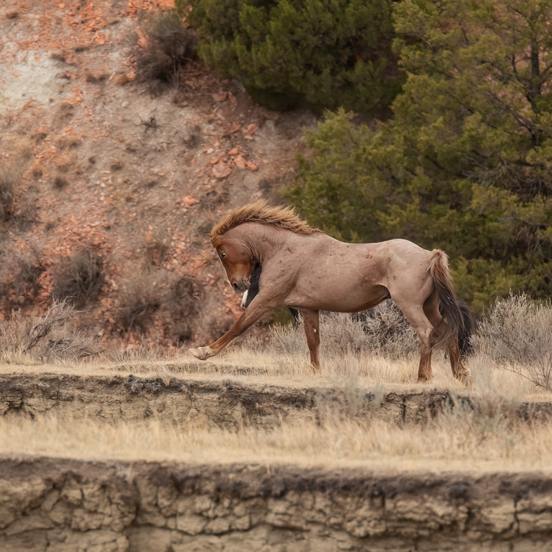 trooper-the-stallion-trnp