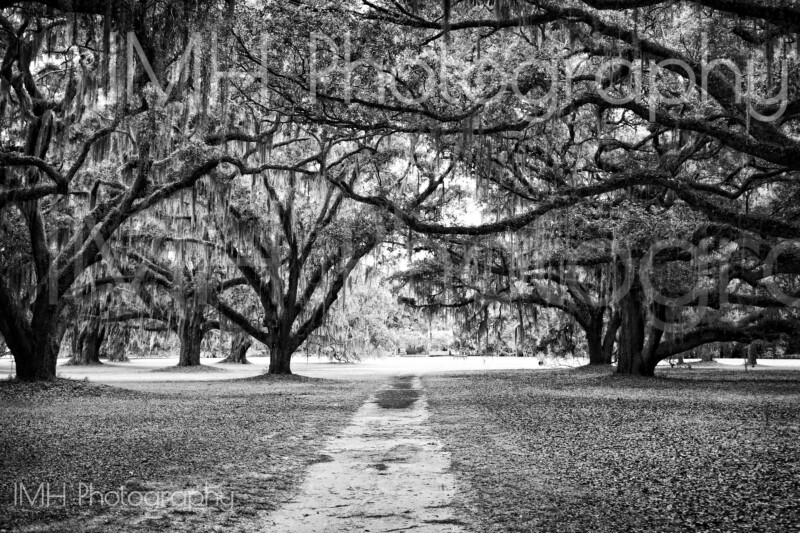 imh-photog-bomh-watermarked-13