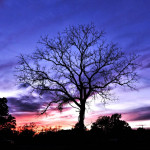 walnut_tree_at_sunset-ladonnagreiner3
