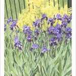 iris-garden-11x14x