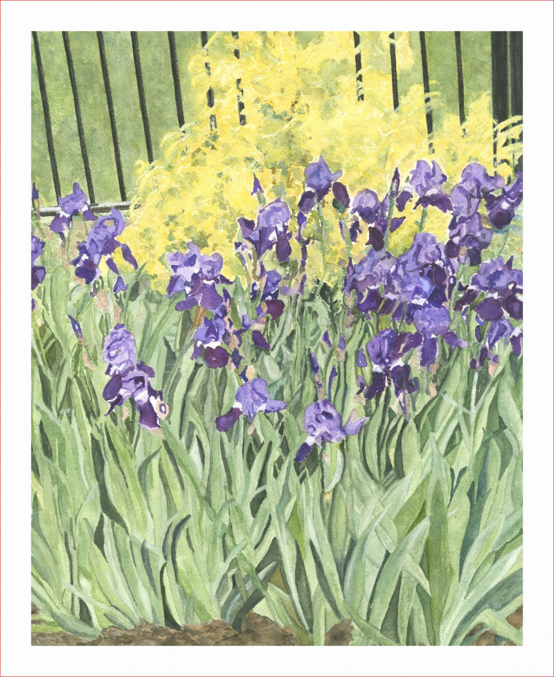 iris-garden-11x14x