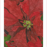 poinsettia_5x7