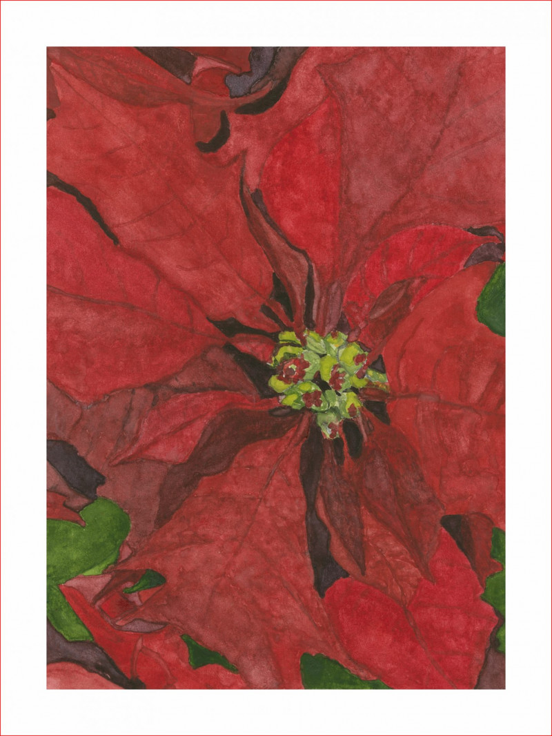 poinsettia_5x7