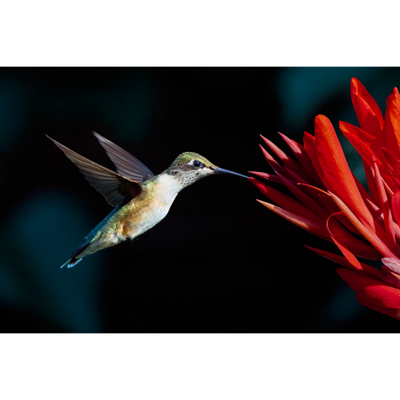 a_fleeting_glimpse_of_beauty_i