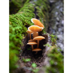 hidden_treasures_of_the_forest_i