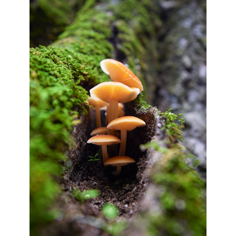 hidden_treasures_of_the_forest_i