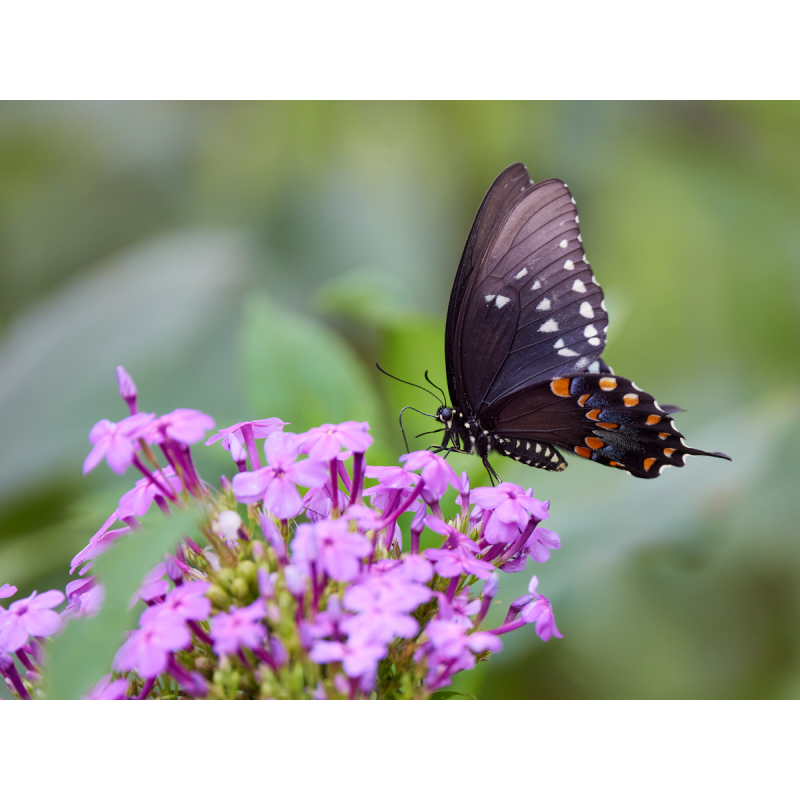 purple-spice-and-everything-nice