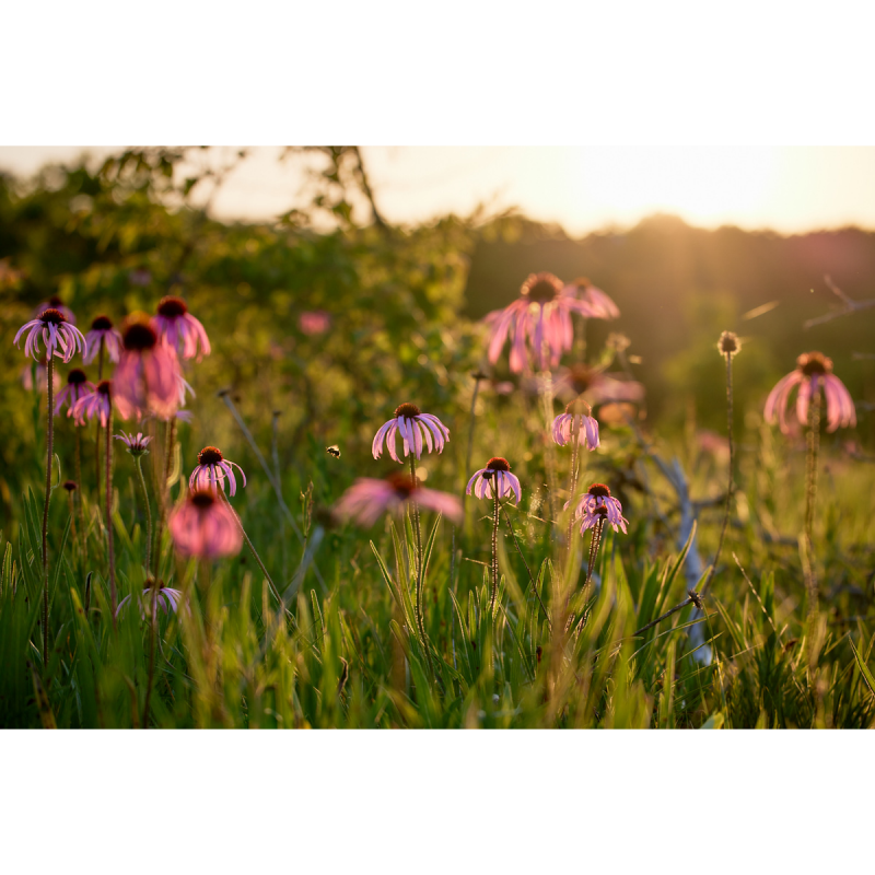 sea-of-echinacea