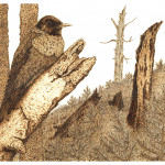 from-the-ashes-woodpecker