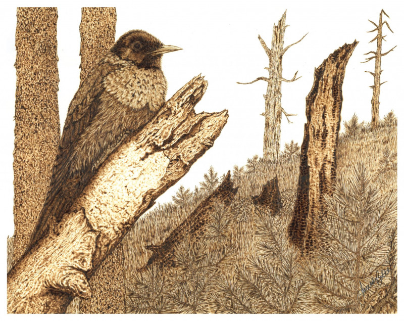 from-the-ashes-woodpecker