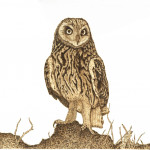 short-eared-owl