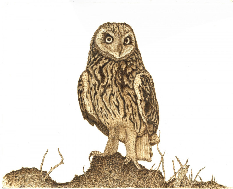 short-eared-owl