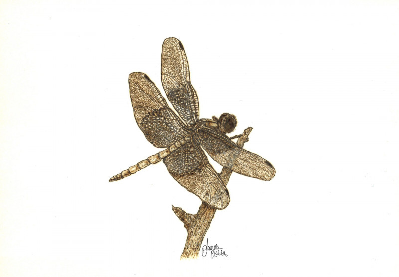 widow-skimmer-dragonfly