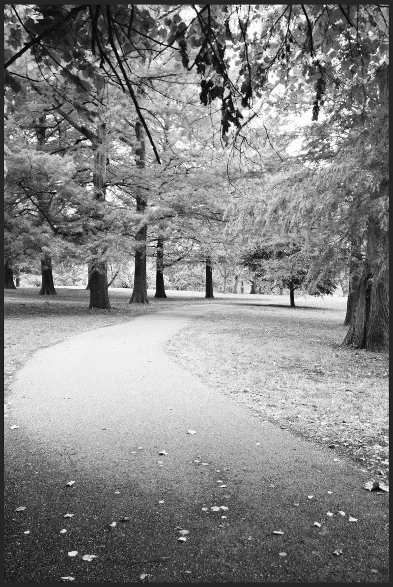 2-lp-path-and-leaves